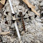 Common Whitetail