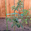 Avocado 'Stewart'