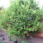 Lemon 'Eureka'