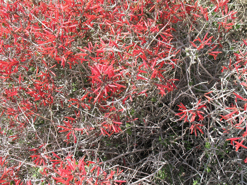 Indian PaintBrush Anza Borrego
