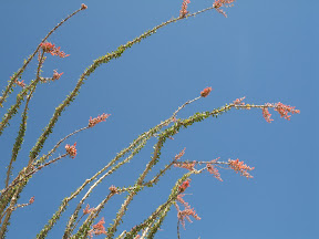 Ocotillo blossoms against the blue Desert sky