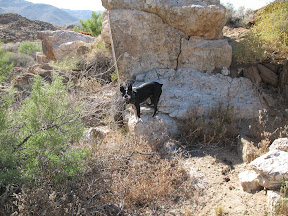 Borrego Terrier