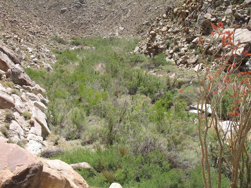 Impenetrable forest on the way to Goat Canyon Trestle