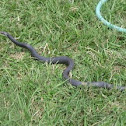 Southern Black Racer