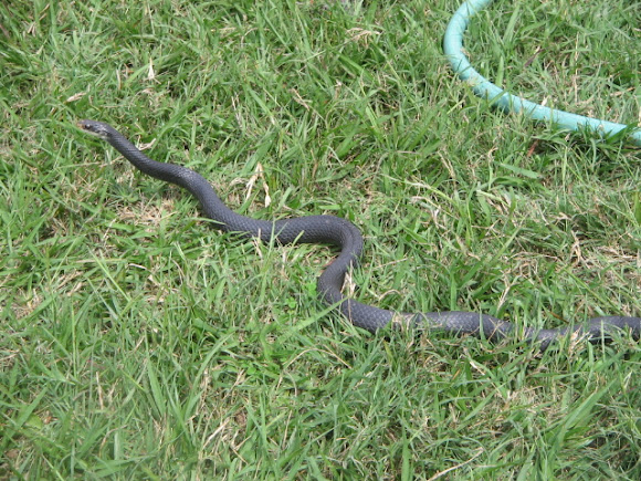 Spotting Image 1