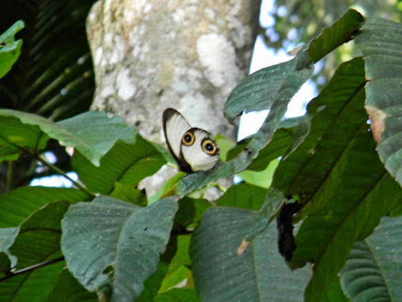 Spotting Image 1