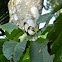 silky owl butterfly
