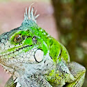 Green Iguana
