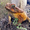 Cane Toad
