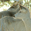 deer