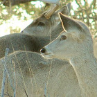 deer