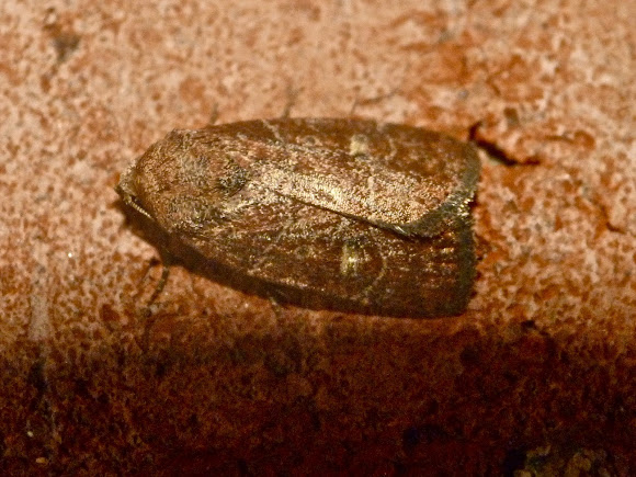 Spotting Image 1
