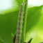 caterpillar