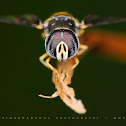 Hoverfly