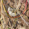 Golden-crowned Kinglet