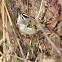 Golden-crowned Kinglet