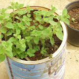 My Garden 2006