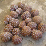 Pinecones I picked from my pine tree.