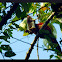 Malabar giant squirrel