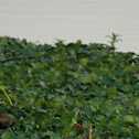 Bronze winged jacana