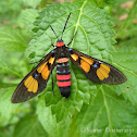 Painted Handmaiden Moth
