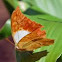 Karkloof Emperor/Pearl Charaxes