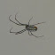 Orchard Spider