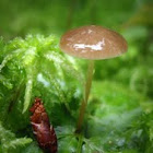 Milky Bonnet