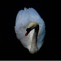 Swan