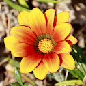 Gazania