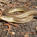 Eastern Glass Lizard