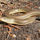 Eastern Glass Lizard