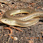 Eastern Glass Lizard