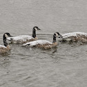 Canada Goose