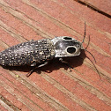 Eyed Click Beetle