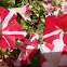 Petunia