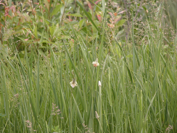 Spotting Image 1