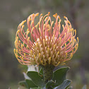 Red pincushion protea