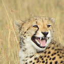 Cheetah
