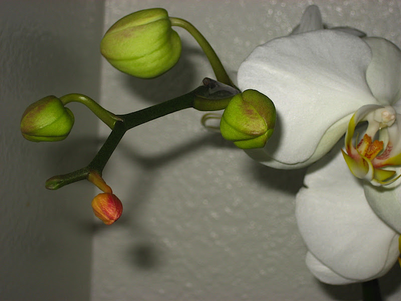 Brand new Phal buds withering! Orchid Board Most Complete Orchid