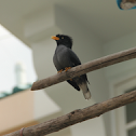 Javan Myna