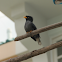 Javan Myna