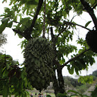 Soursop