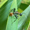 Golden-tailed Spiny Ant