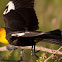Yellow-Headed Blackbird