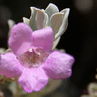 Texas Sage