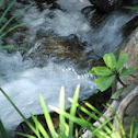 Nile Crocodile