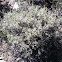 Big Sagebrush