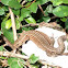 Lizard