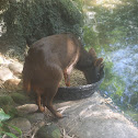 Southern Pudu